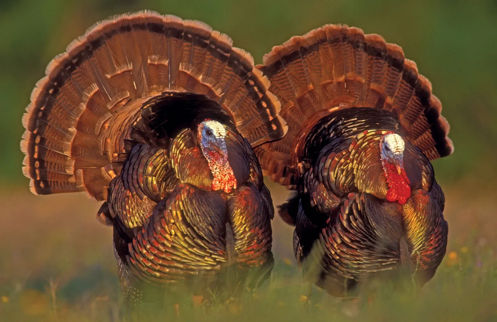 turkeys image